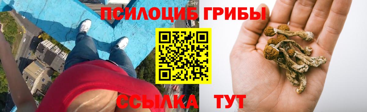 Заводоуковск  Галлюциногенные грибы Cubensis  Вход с VPN 